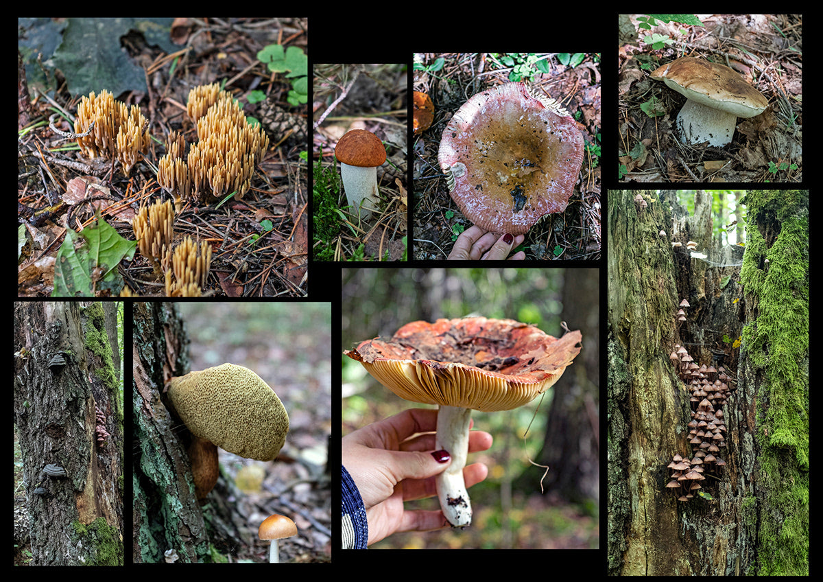 Fungi Compendium